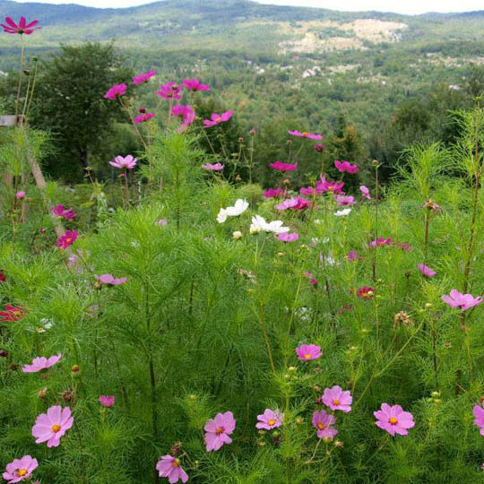 Bauernhof schöne Kroatien | Farm Stay in Croatia